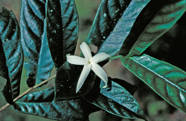 APII jpeg image of Atractocarpus merikin  © contact APII
