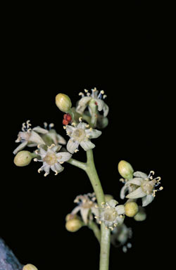 APII jpeg image of Buchanania arborescens  © contact APII