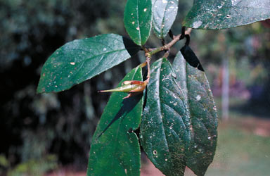 APII jpeg image of Lenbrassia australiana var. glabrescens  © contact APII