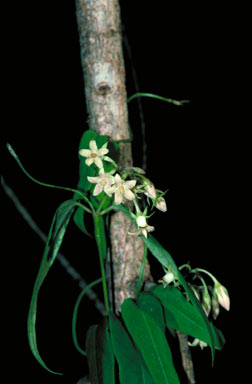 APII jpeg image of Parsonsia wildensis  © contact APII