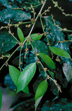 APII jpeg image of Cleistanthus myrianthus  © contact APII