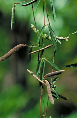 APII jpeg image of Galactia tenuiflora  © contact APII