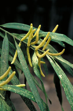 APII jpeg image of Podocarpus grayae  © contact APII