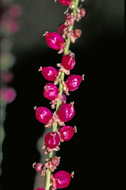 APII jpeg image of Deeringia amaranthoides  © contact APII