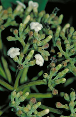APII jpeg image of Alstonia spectabilis subsp. spectabilis  © contact APII