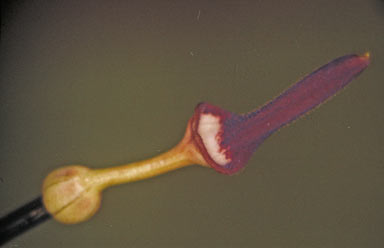 APII jpeg image of Aristolochia acuminata  © contact APII