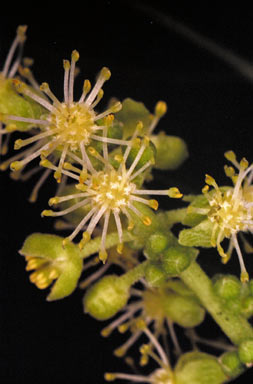 APII jpeg image of Claoxylon tenerifolium subsp. boreale  © contact APII