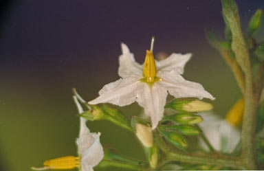 APII jpeg image of Solanum torvum  © contact APII