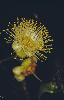 APII jpeg image of Backhousia bancroftii  © contact APII