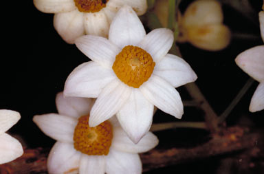 APII jpeg image of Sloanea macbrydei  © contact APII