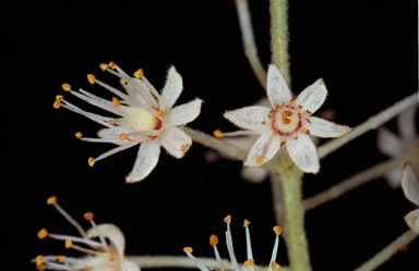 APII jpeg image of Pseudoweinmannia lachnocarpa  © contact APII