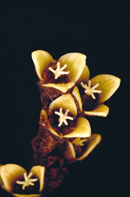 APII jpeg image of Carronia protensa  © contact APII
