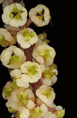 APII jpeg image of Sarcopetalum harveyanum  © contact APII
