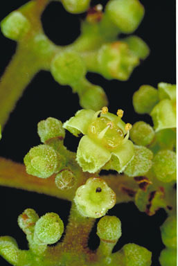 APII jpeg image of Cayratia japonica  © contact APII
