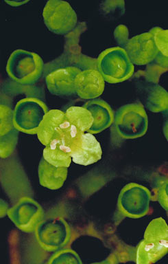 APII jpeg image of Premna serratifolia  © contact APII