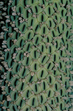 APII jpeg image of Epipremnum pinnatum  © contact APII