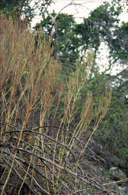 APII jpeg image of Plectranthus congestus  © contact APII