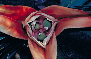 APII jpeg image of Freycinetia marginata  © contact APII