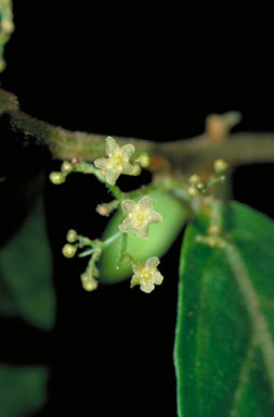 APII jpeg image of Hexaspora pubescens  © contact APII