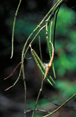 APII jpeg image of Cynanchum viminale subsp. brunonianum  © contact APII