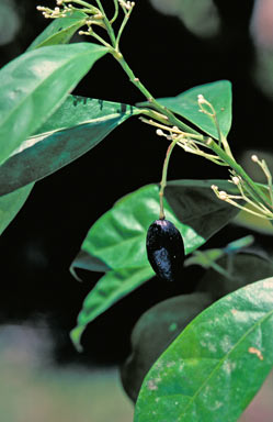 APII jpeg image of Hernandia albiflora  © contact APII