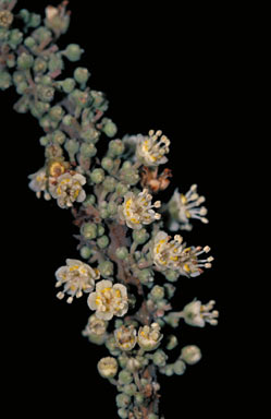 APII jpeg image of Synima macrophylla  © contact APII
