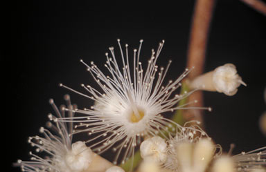 APII jpeg image of Syzygium cryptophlebium  © contact APII
