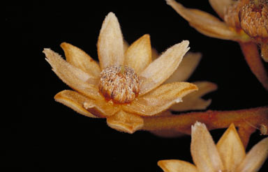 APII jpeg image of Elaeocarpus largiflorens subsp. largiflorens  © contact APII