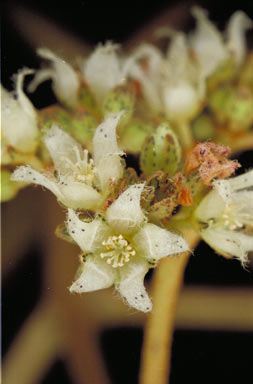 APII jpeg image of Harungana madagascariensis  © contact APII