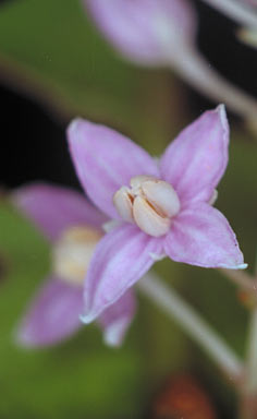 APII jpeg image of Chionanthus sleumeri  © contact APII