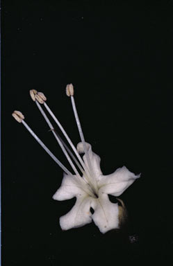 APII jpeg image of Clerodendrum tracyanum  © contact APII