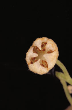 APII jpeg image of Palmeria hypotephra  © contact APII