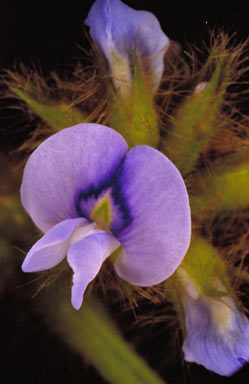 APII jpeg image of Calopogonium mucunoides  © contact APII