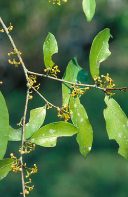 APII jpeg image of Dichapetalum papuanum  © contact APII