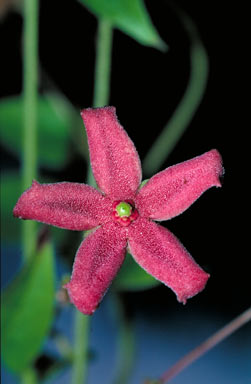 APII jpeg image of Tylophora grandiflora  © contact APII