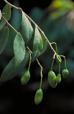 APII jpeg image of Capparis lasiantha  © contact APII