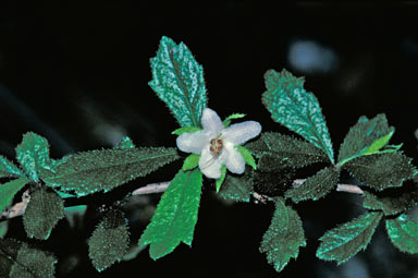 APII jpeg image of Ehretia microphylla  © contact APII
