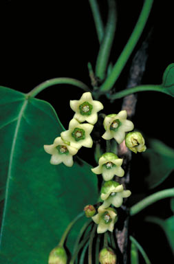 APII jpeg image of Leichhardtia viridiflora subsp. tropica  © contact APII