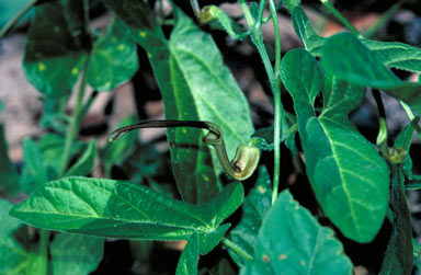 APII jpeg image of Aristolochia pubera var. pubera  © contact APII