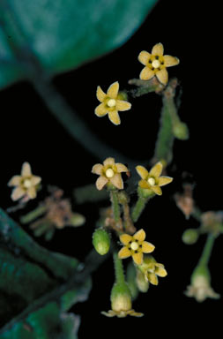 APII jpeg image of Gymnema stramineum  © contact APII