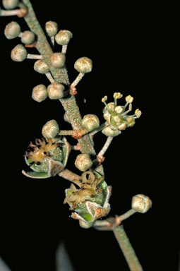 APII jpeg image of Croton phebalioides  © contact APII