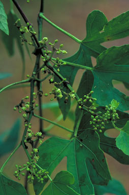 APII jpeg image of Cissus reniformis  © contact APII