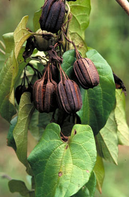 APII jpeg image of Aristolochia acuminata  © contact APII