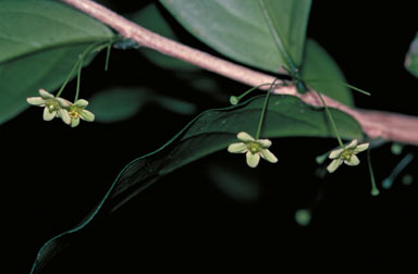 APII jpeg image of Hedraianthera porphyropetala  © contact APII