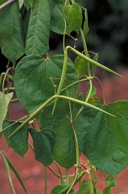 APII jpeg image of Heterostemma acuminatum  © contact APII