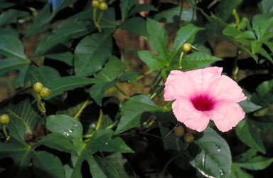 APII jpeg image of Ipomoea mauritiana  © contact APII