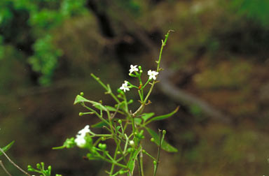 APII jpeg image of Jasminum didymum subsp. racemosum  © contact APII