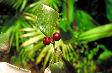 APII jpeg image of Dendrotrophe varians  © contact APII