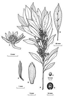 APII jpeg image of Elaeocarpus elliffii  © contact APII