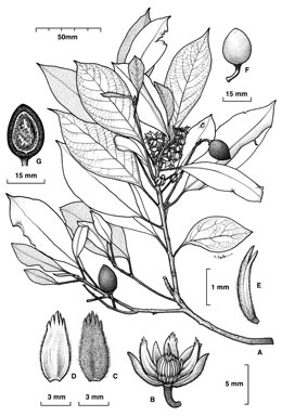 APII jpeg image of Elaeocarpus thelmae  © contact APII